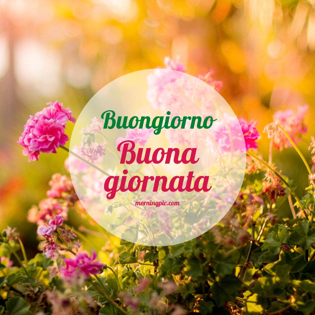 100+ Buongiorno Images Photos Pics