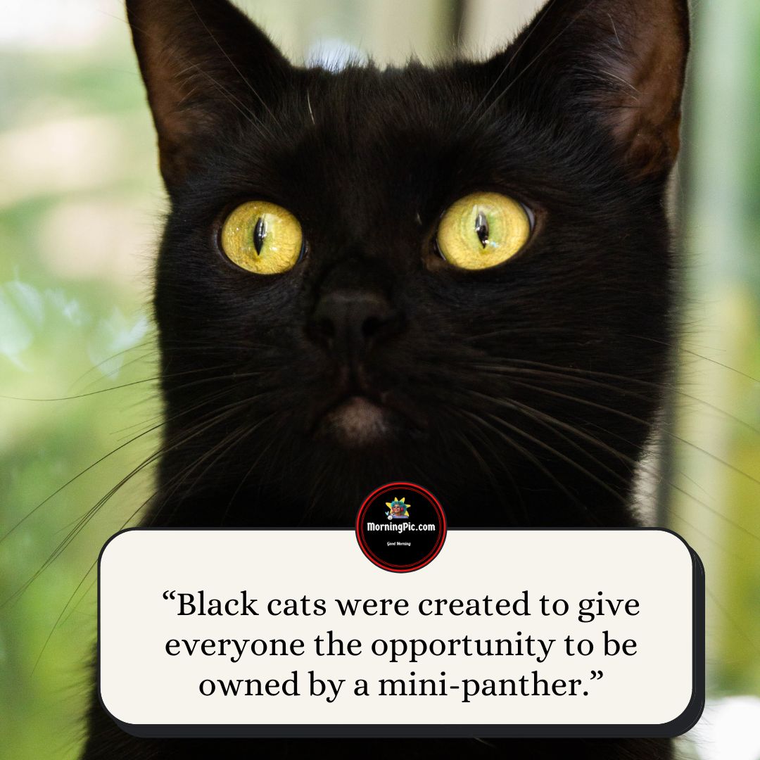 Black cat quotes