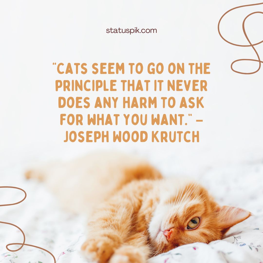 Famous cat quotes