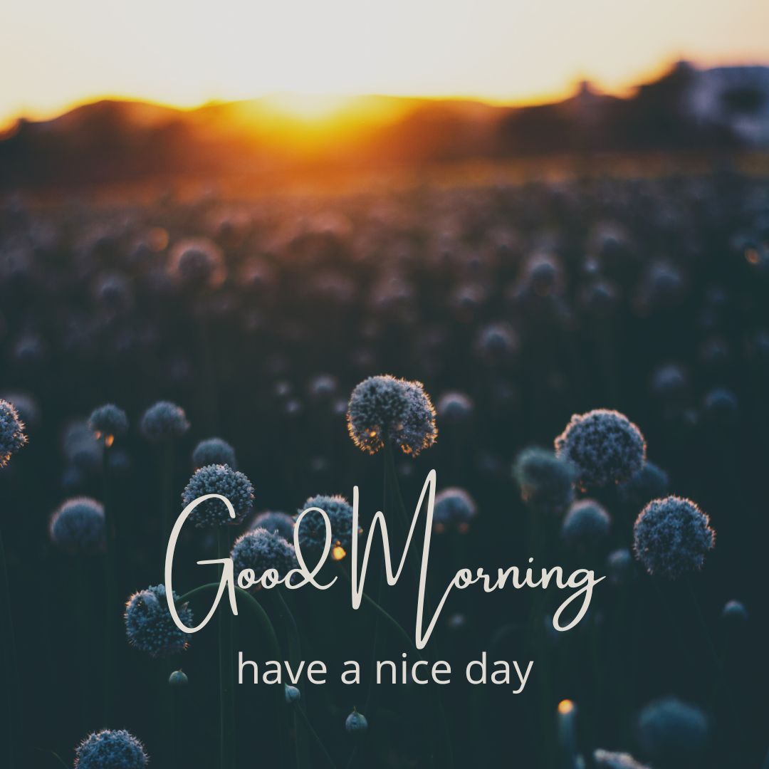 A field of flowers in focus with a blurred background, captured at sunrise, greets you with the message: "Good Morning, Have a Nice Day." The sunlight creates a warm and peaceful atmosphere.