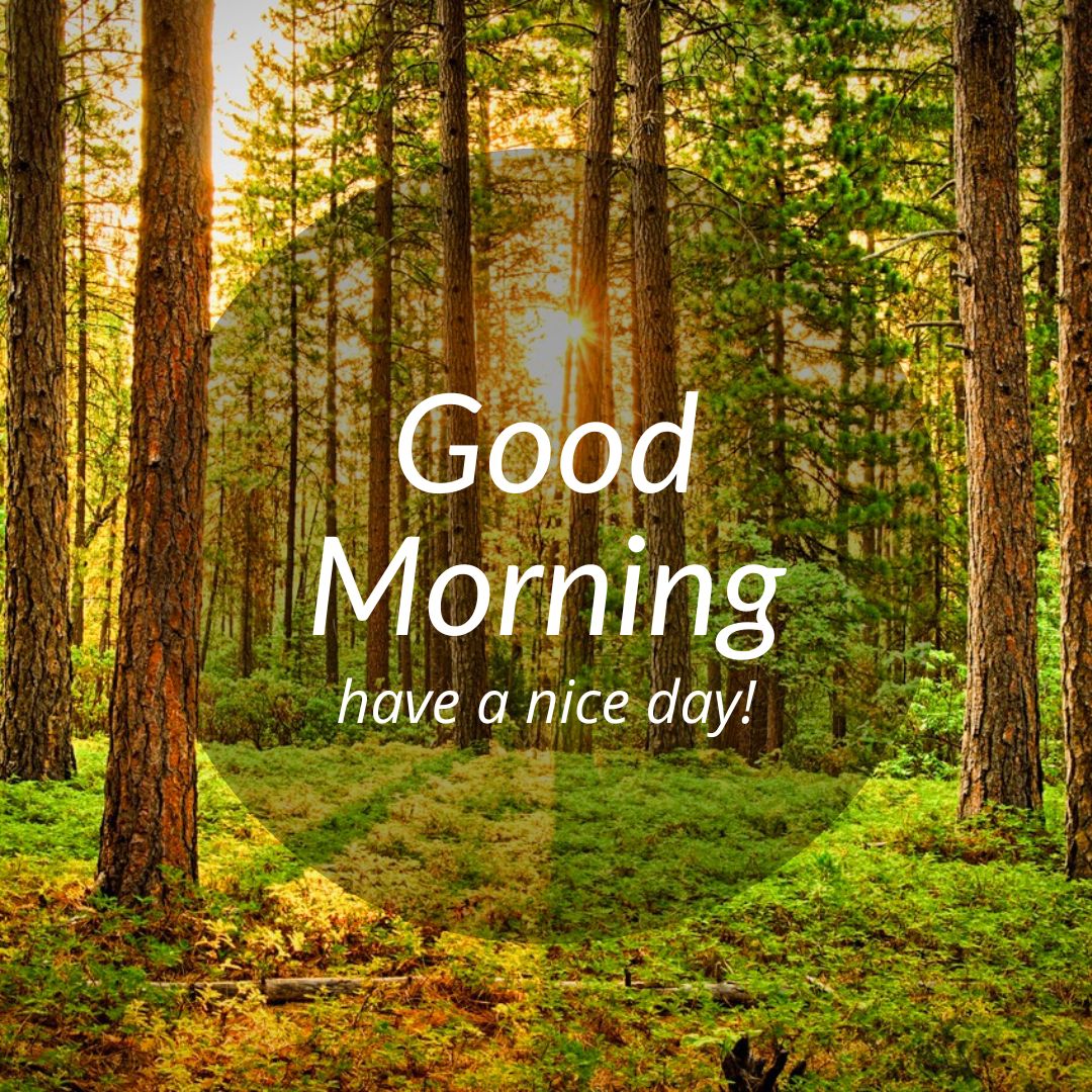 A serene forest with sunlight streaming through trees, illuminating the lush greenery. Overlaid in the center, text reads "Good Morning, Have a Nice Day!