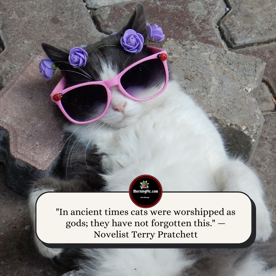 Inspirational Cat Quotes