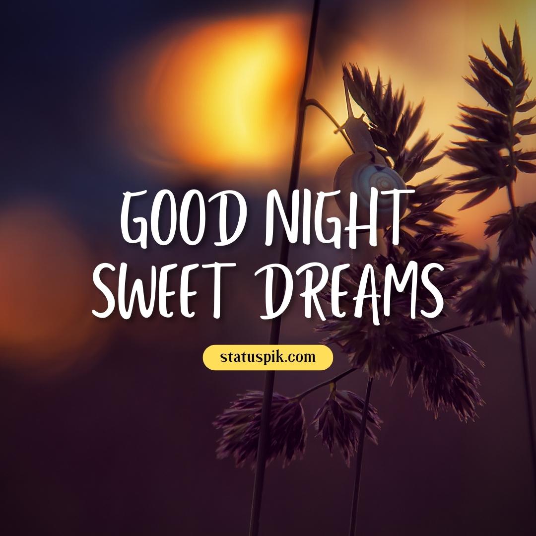 300+ Beautiful Sweet Dreams Good Night Images for Loved Ones - Good Night Sweet Dreams 86