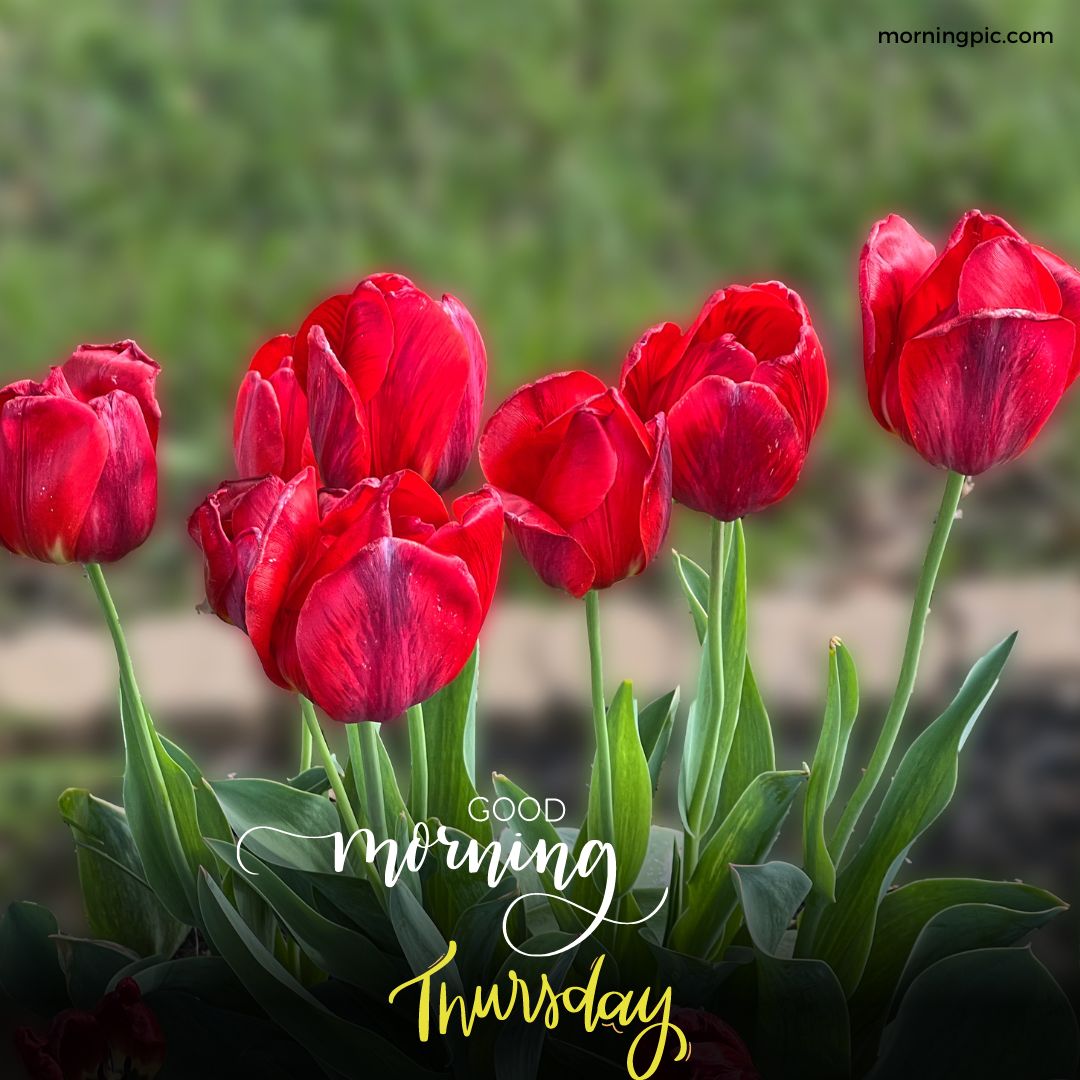 good morning thursday flowers