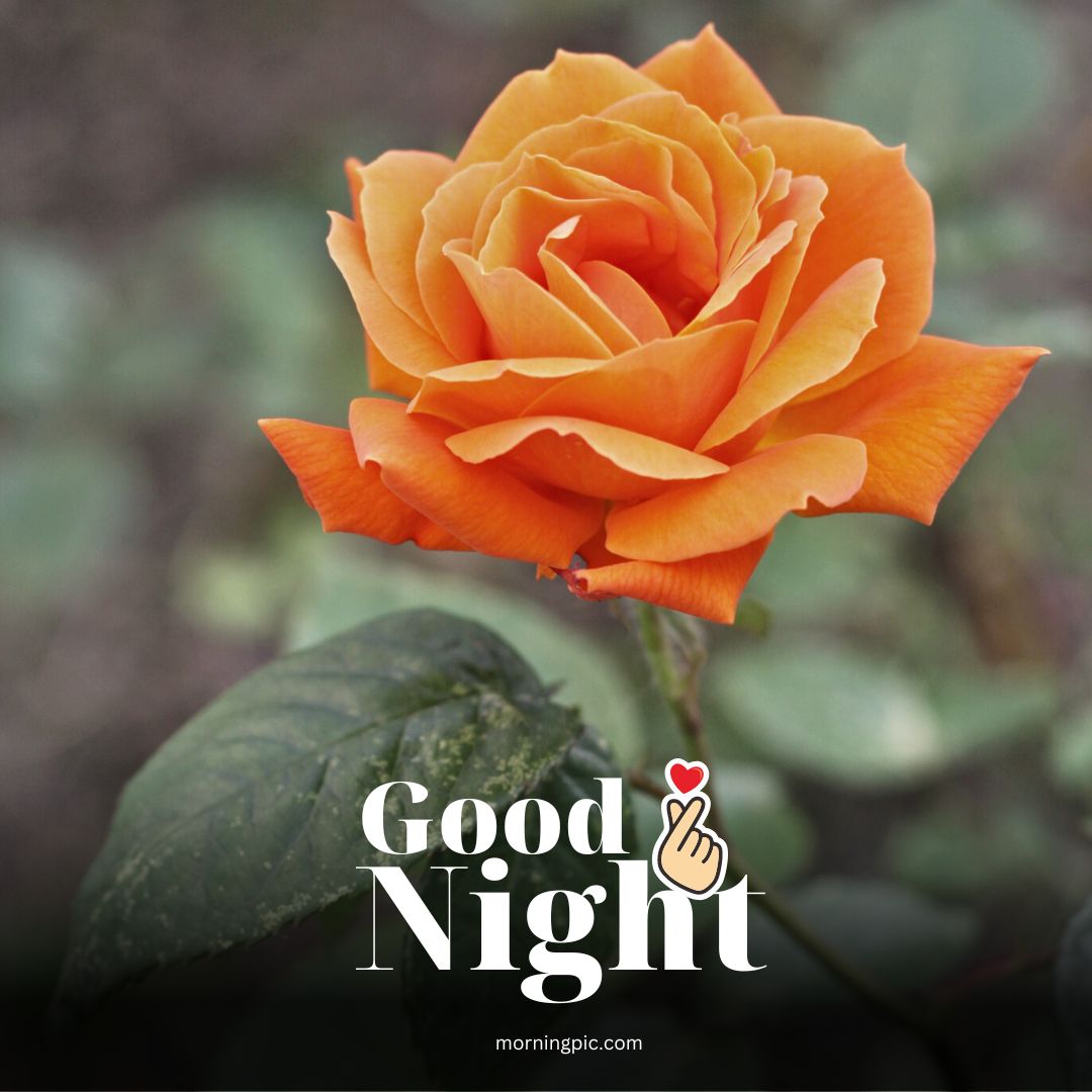 sweet dreams good night rose