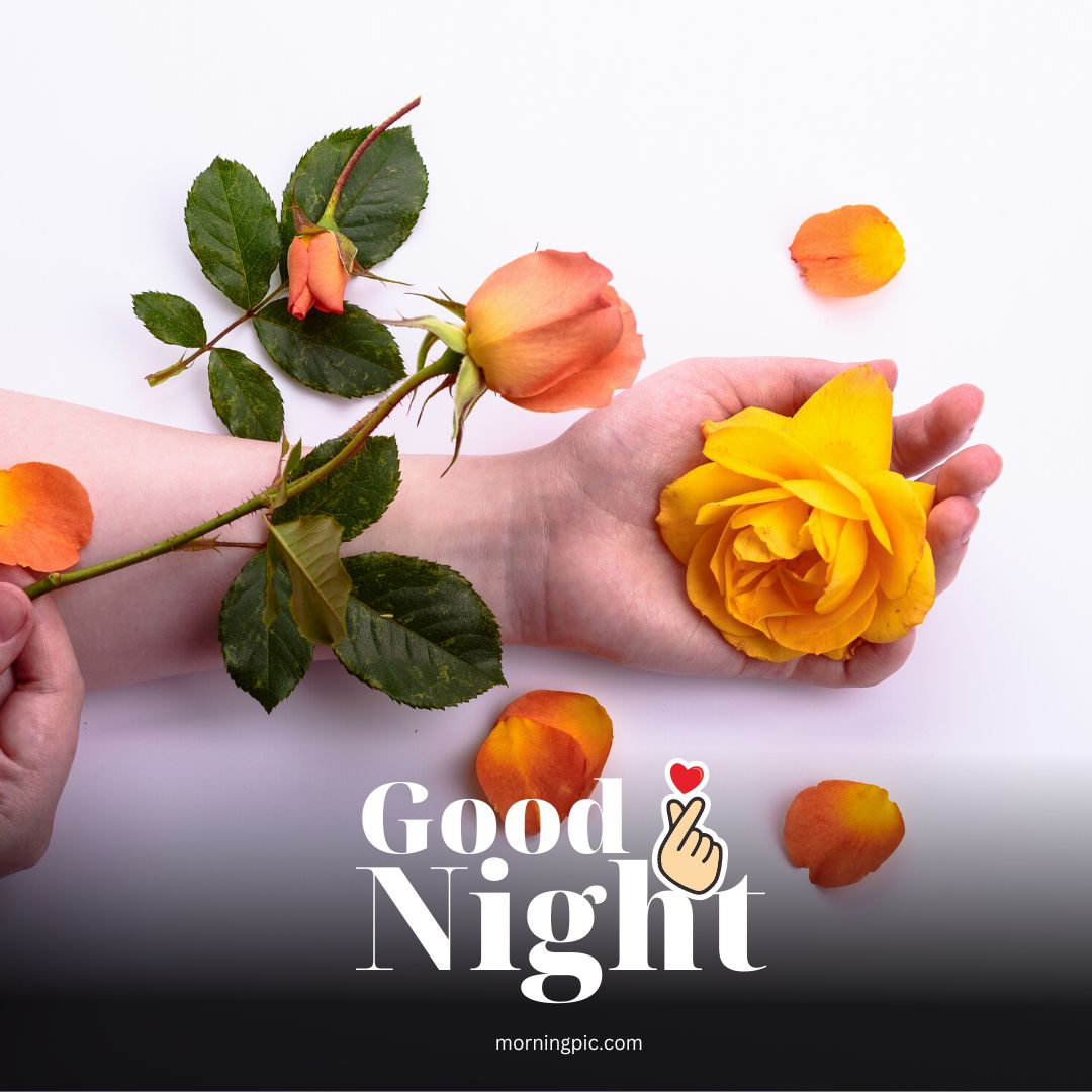 sweet dreams good night rose