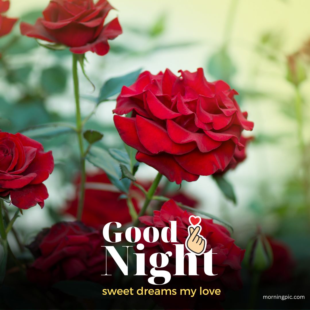 sweet dreams good night rose