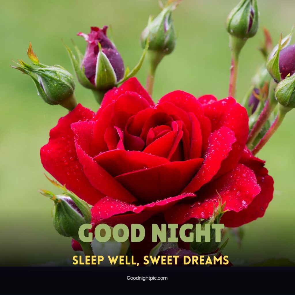 good night roses