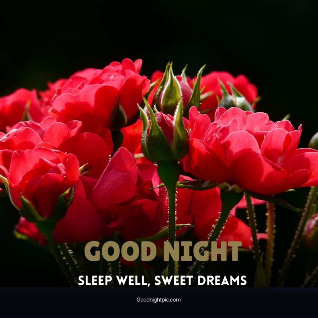 good night roses