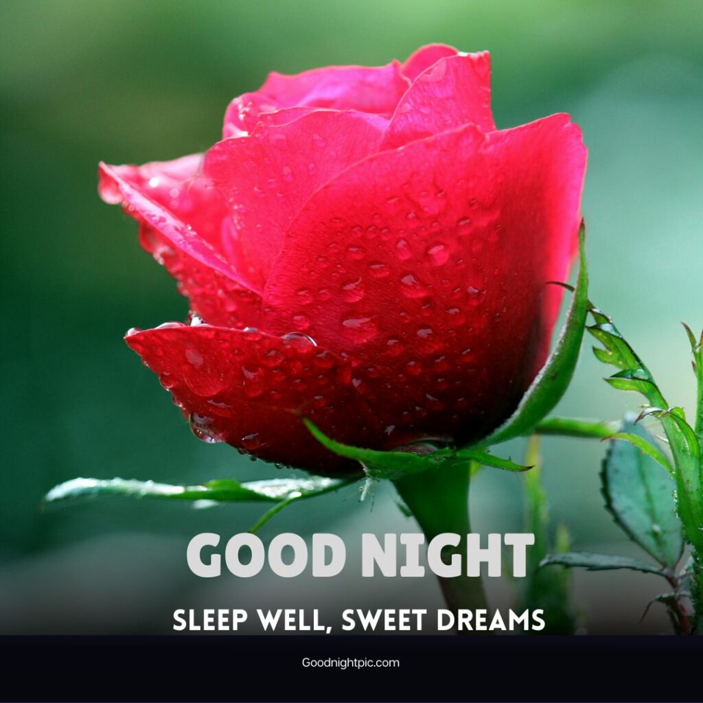 good night roses