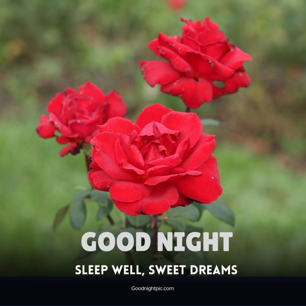 good night roses