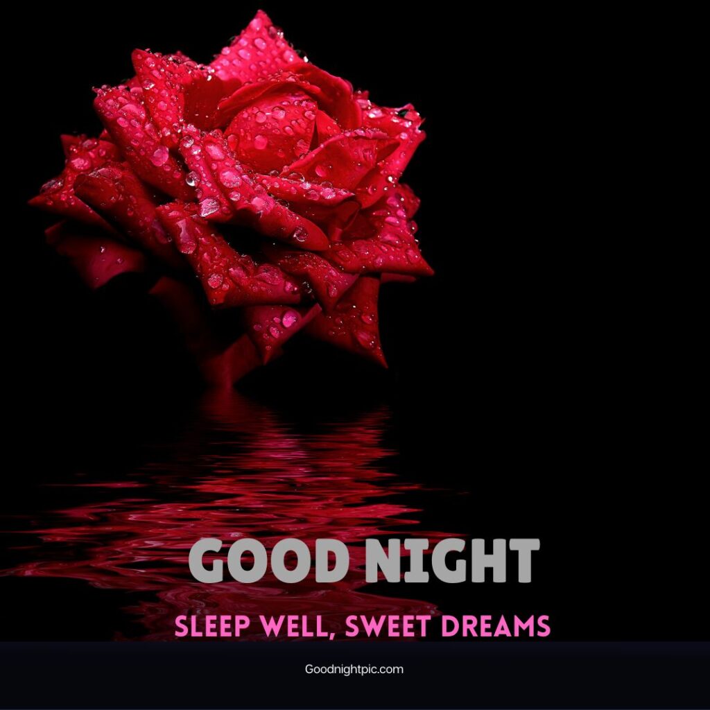 good night roses