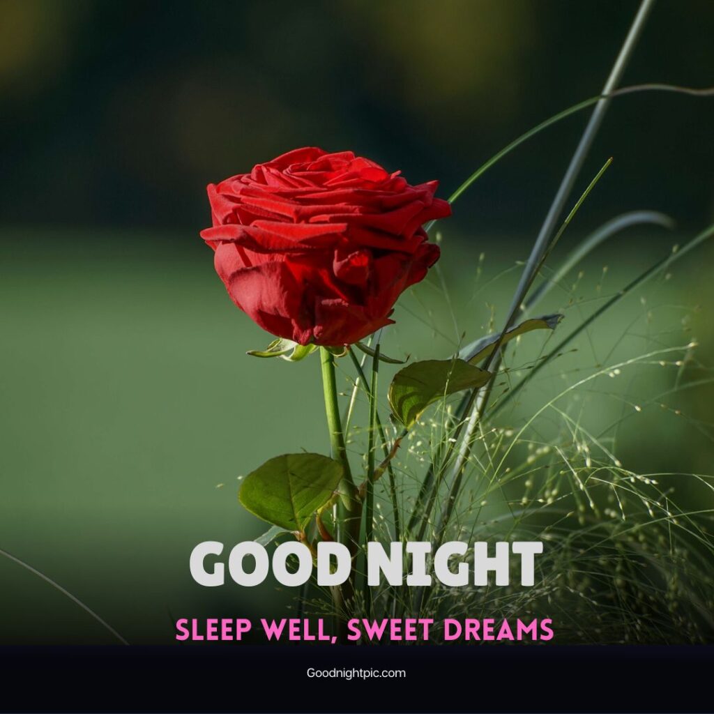 good night roses