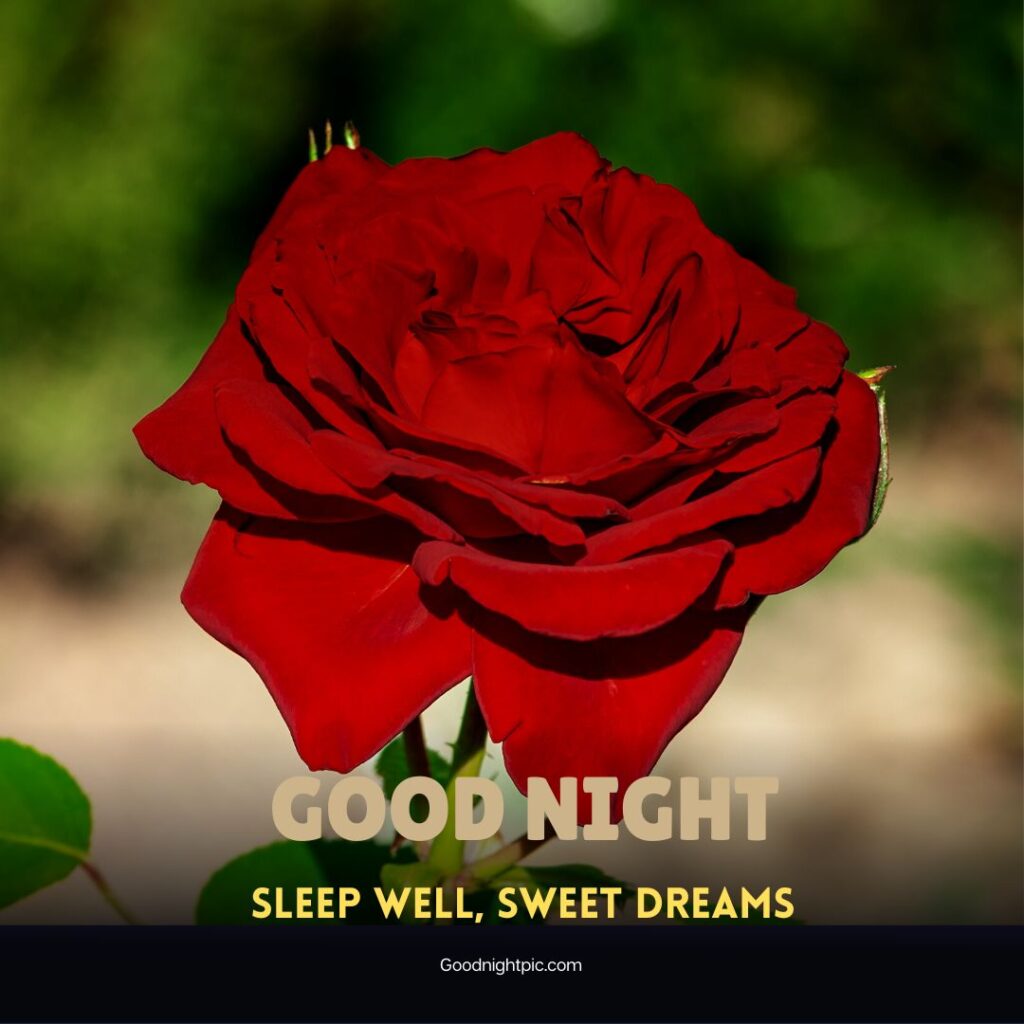 good night roses