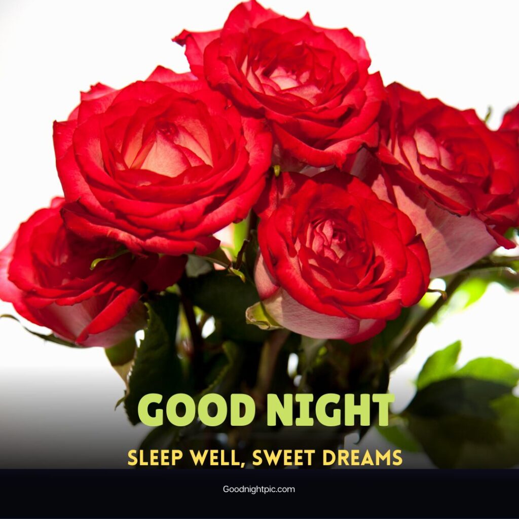 good night roses