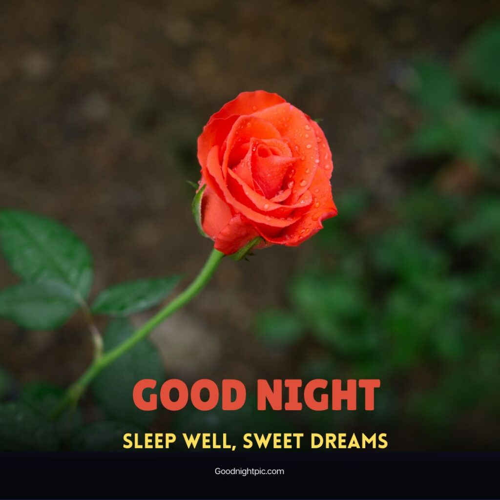 good night roses