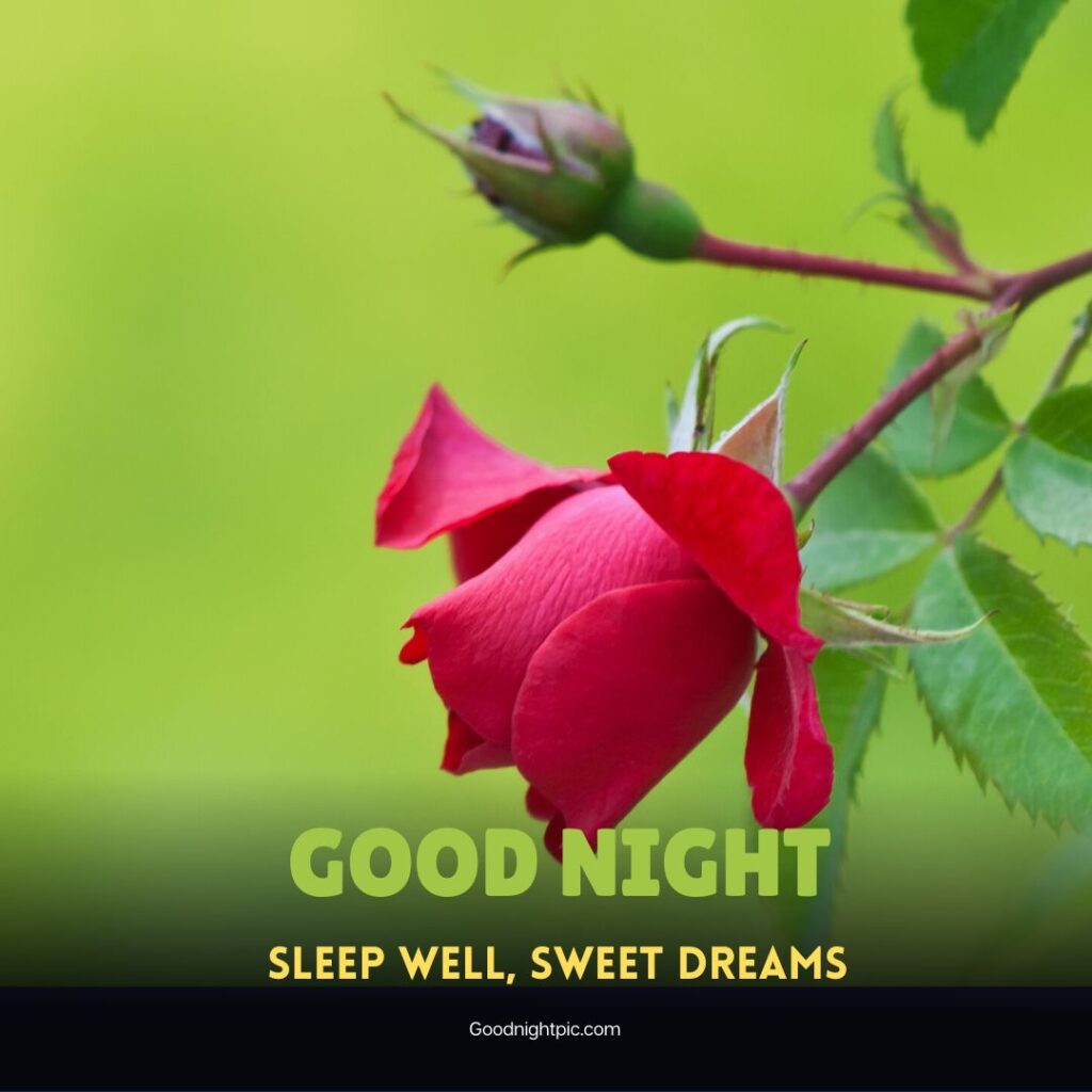 good night roses