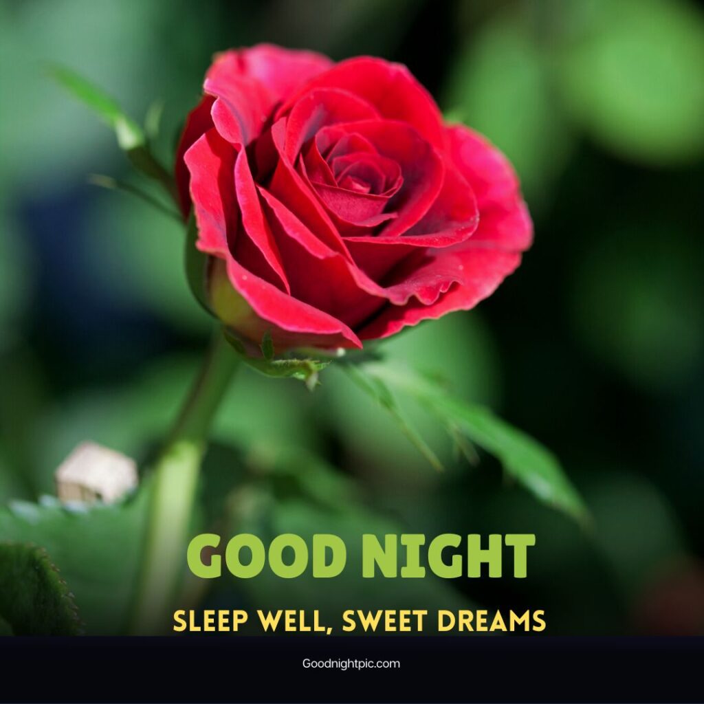 good night roses