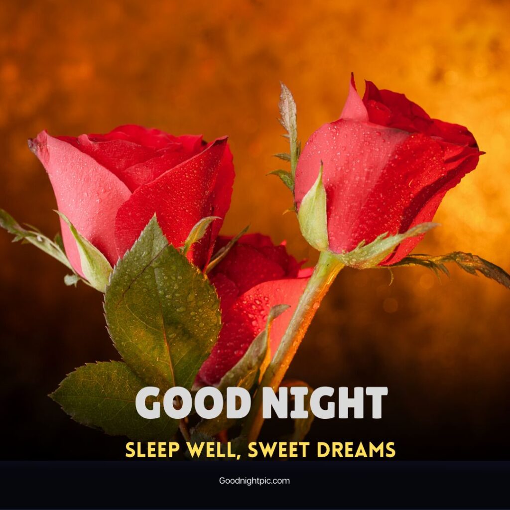 good night roses