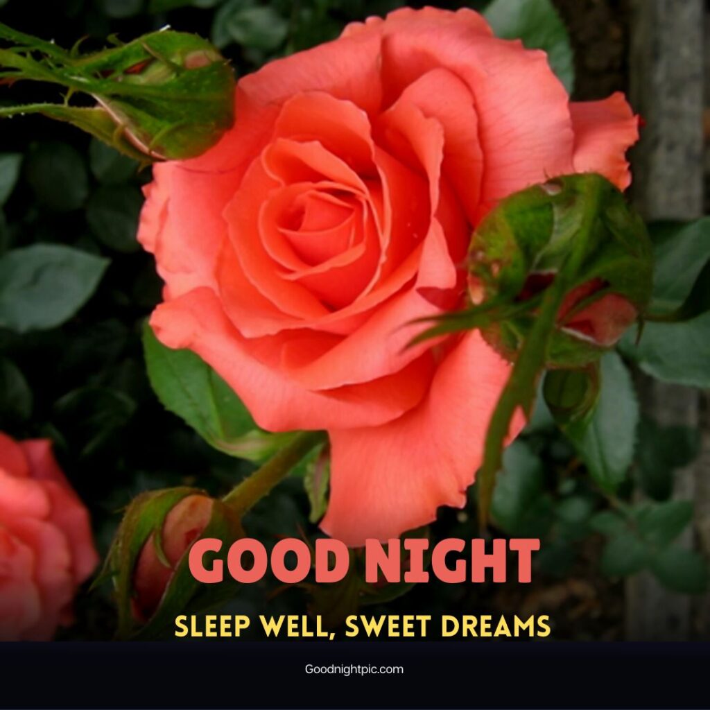 good night roses