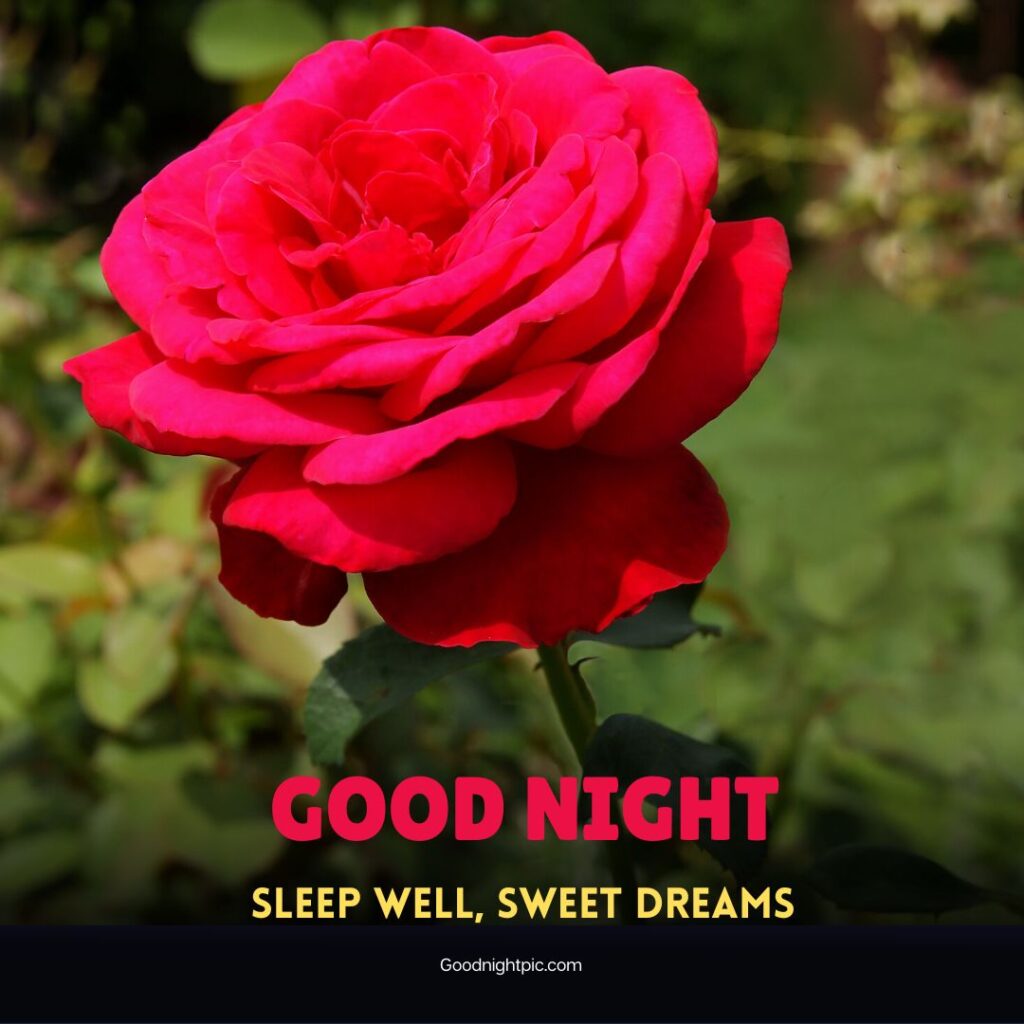 good night roses