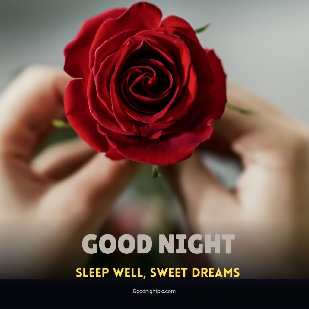 good night roses