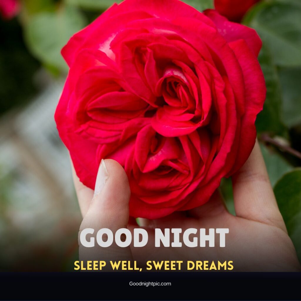 good night roses