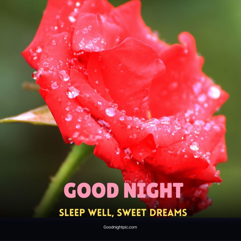 good night roses