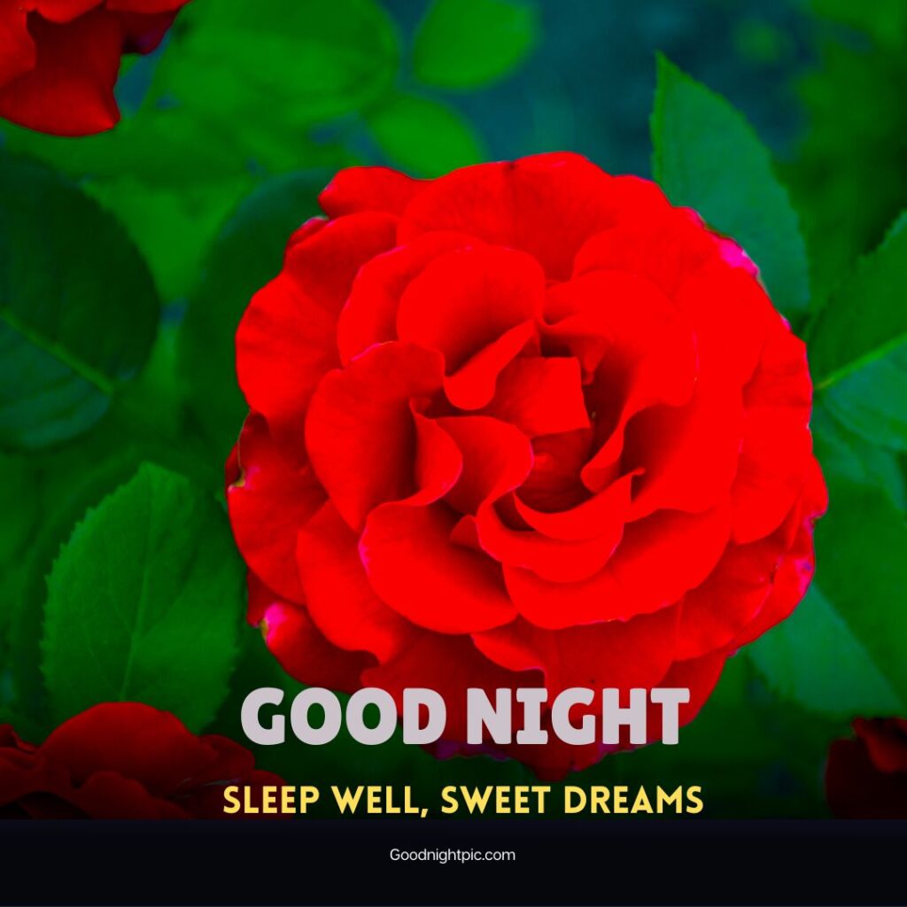 good night roses