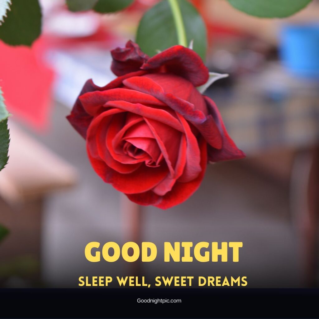 good night roses