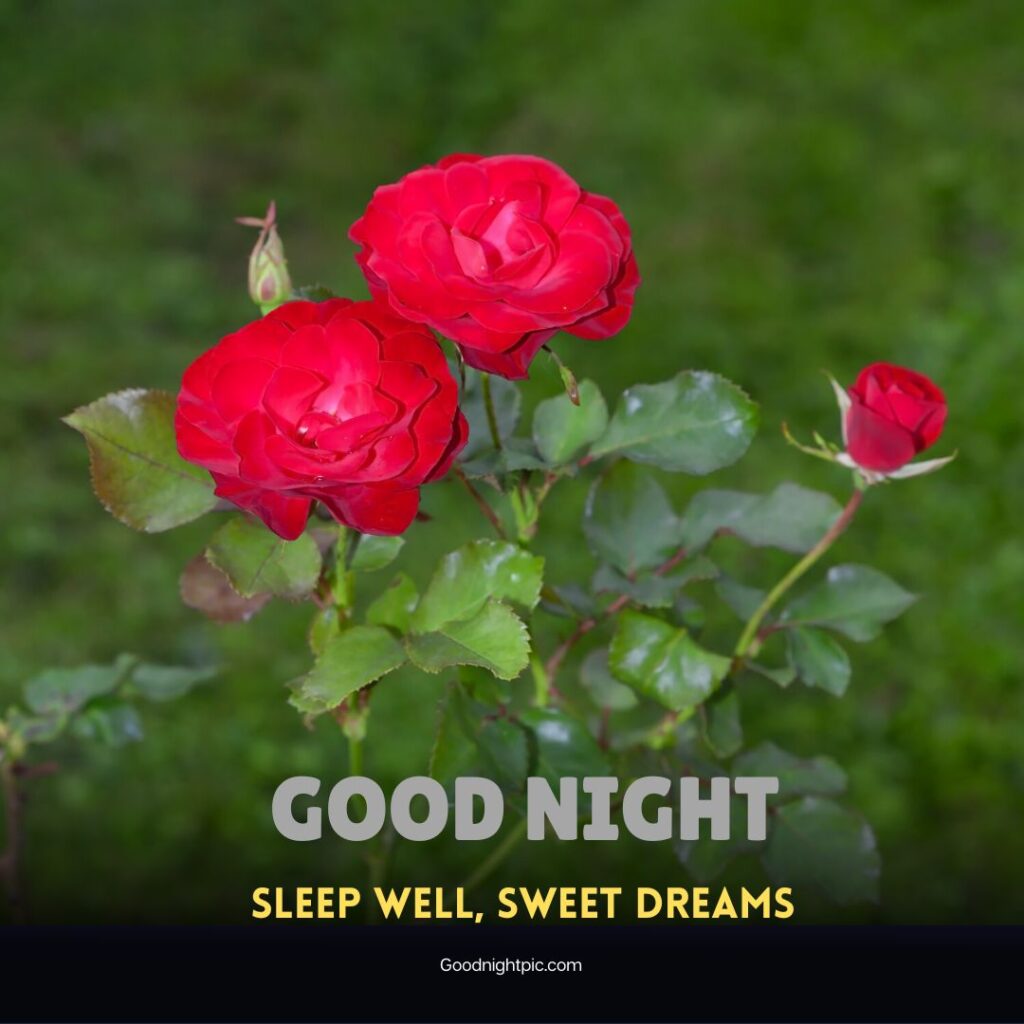 good night roses