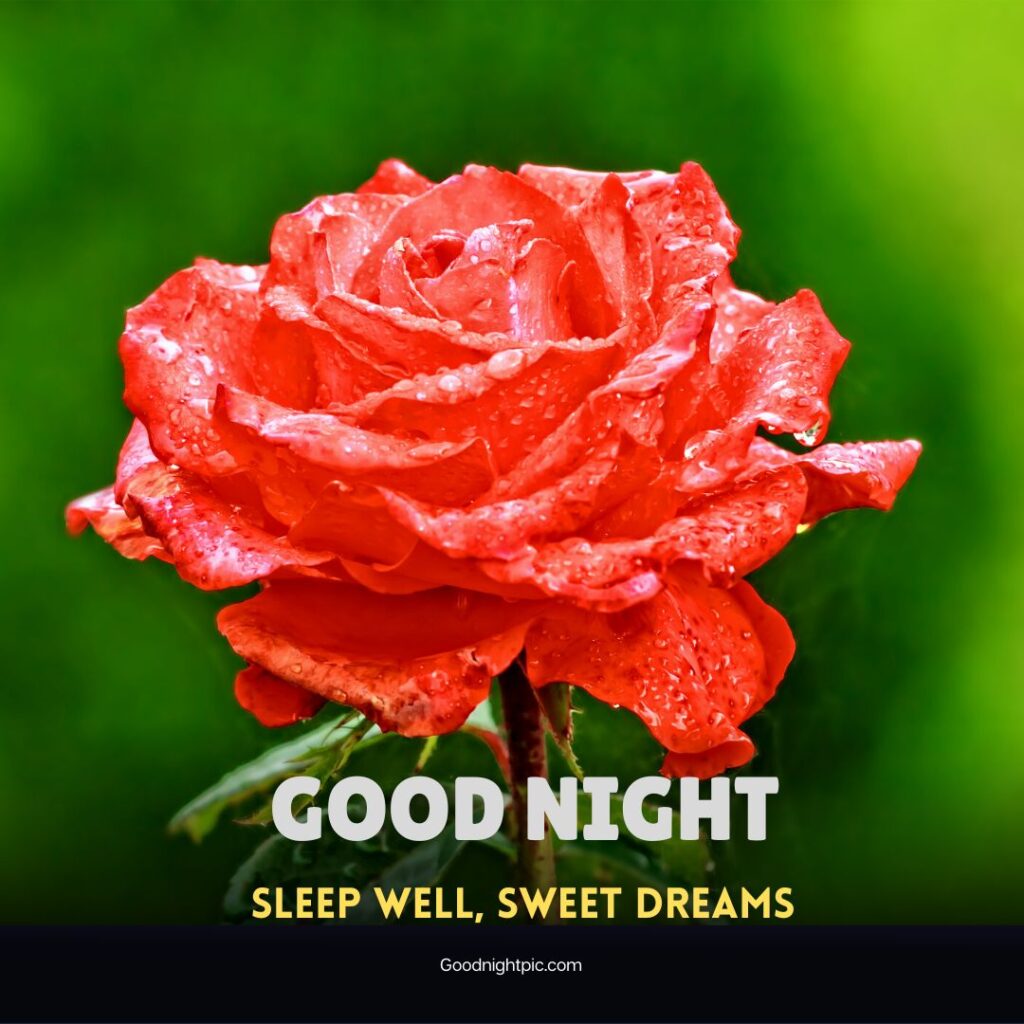 good night rose flower