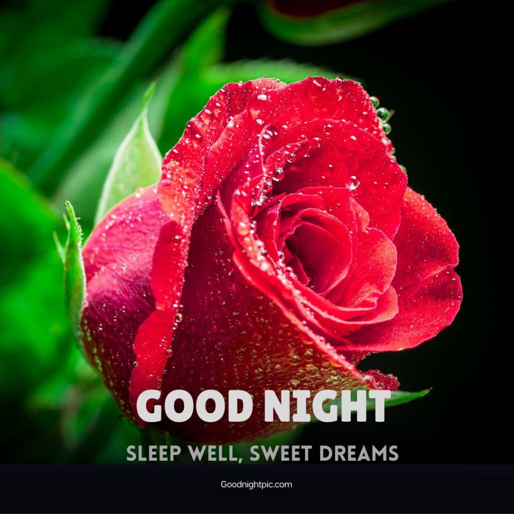 good night rose flower