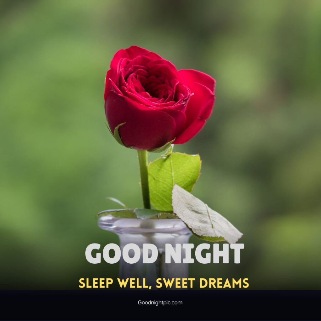 good night rose flower