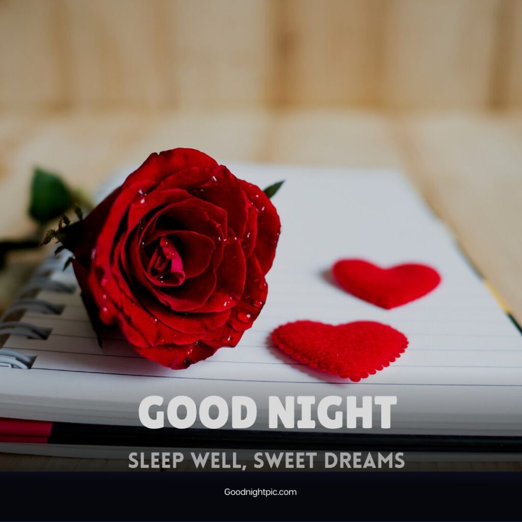 good night rose flower