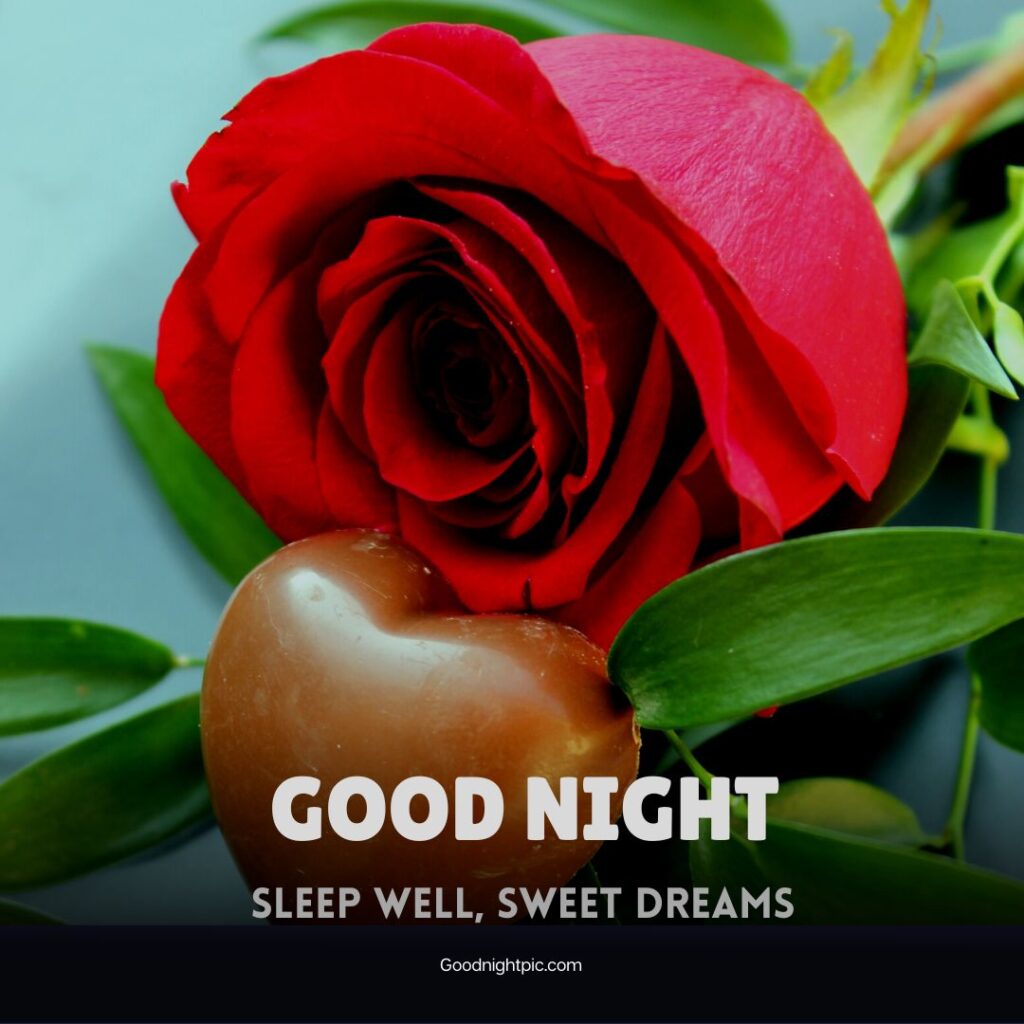 good night rose flower