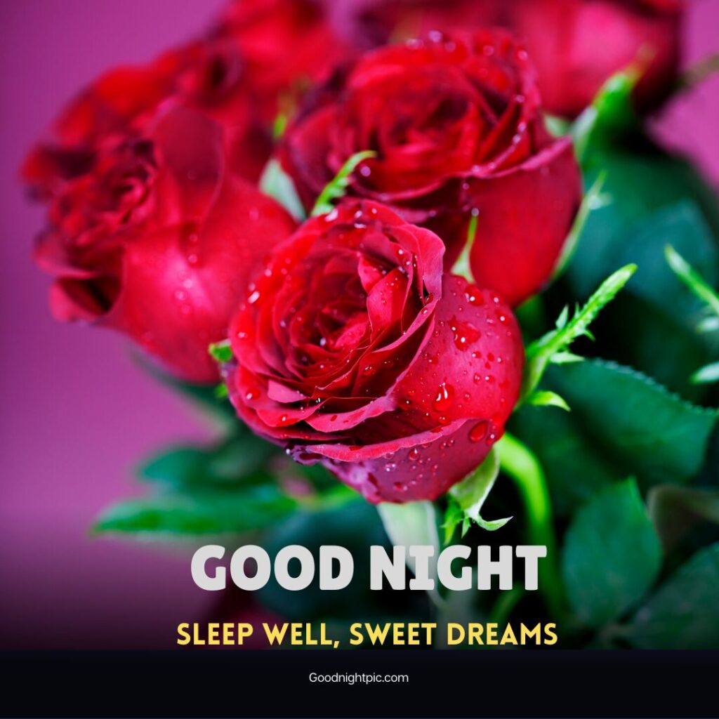 good night rose flower