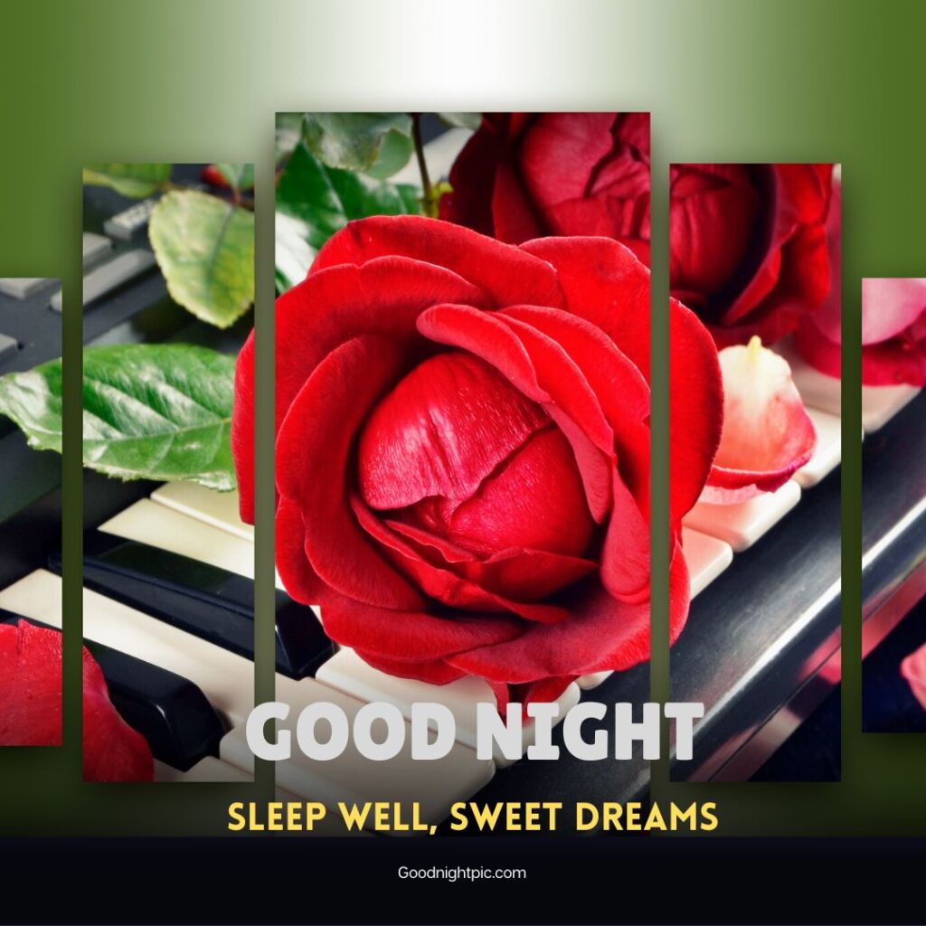 good night rose flower