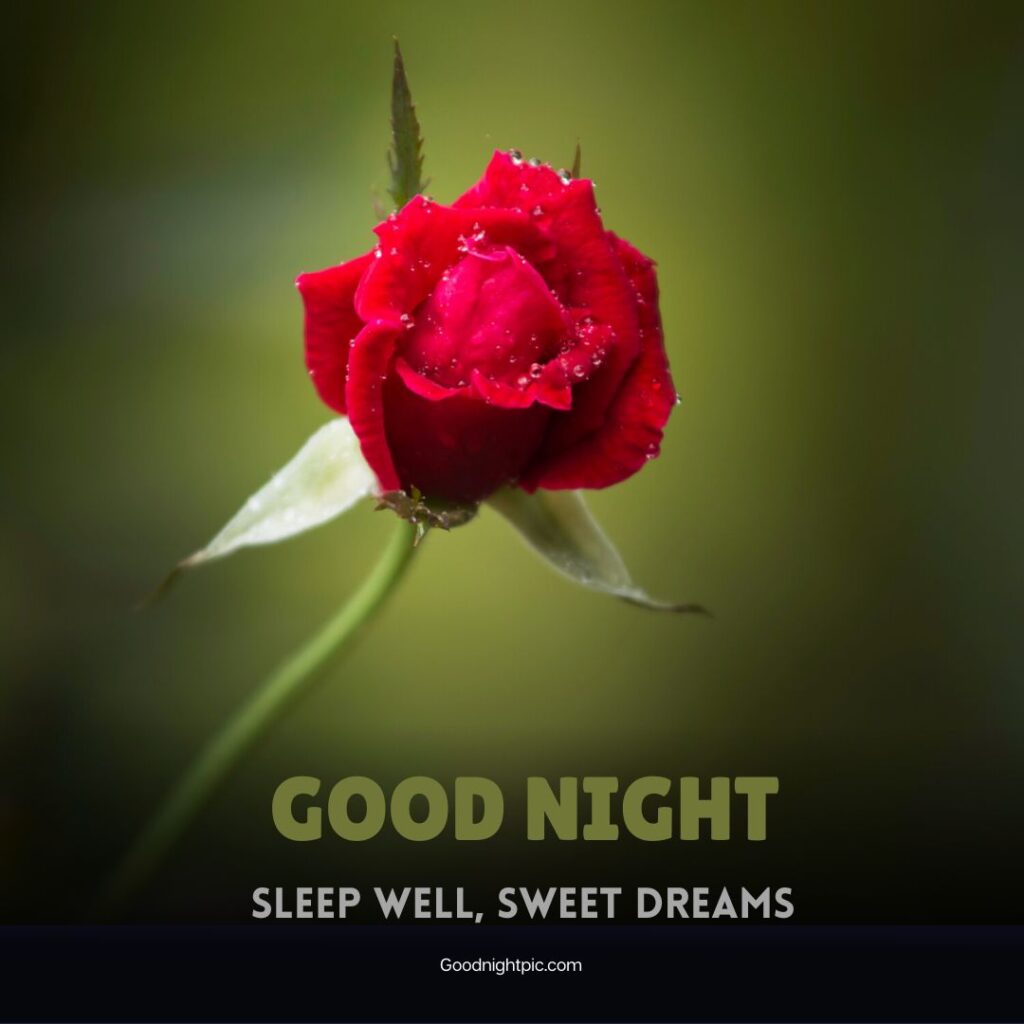 good night rose flower