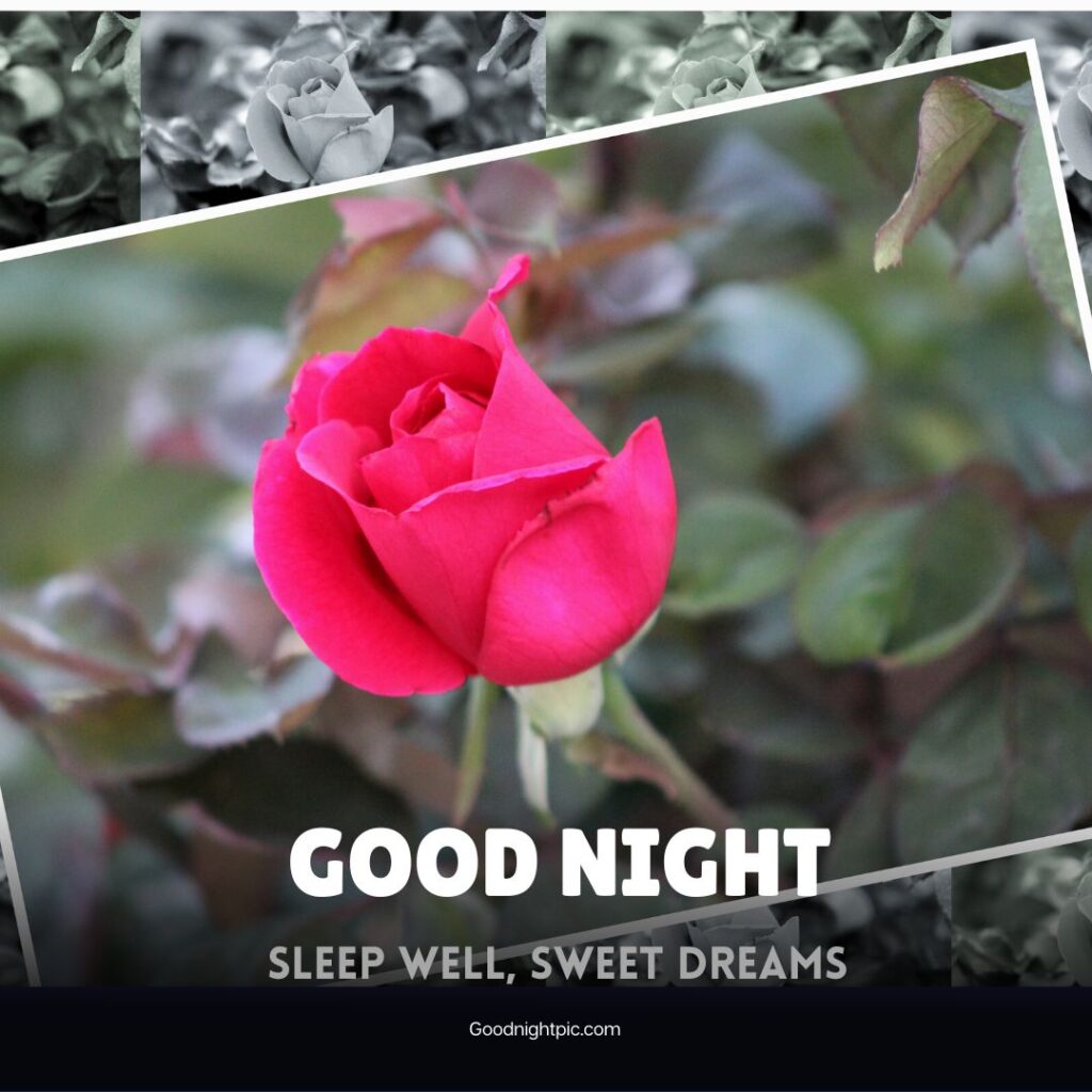 good night rose flower