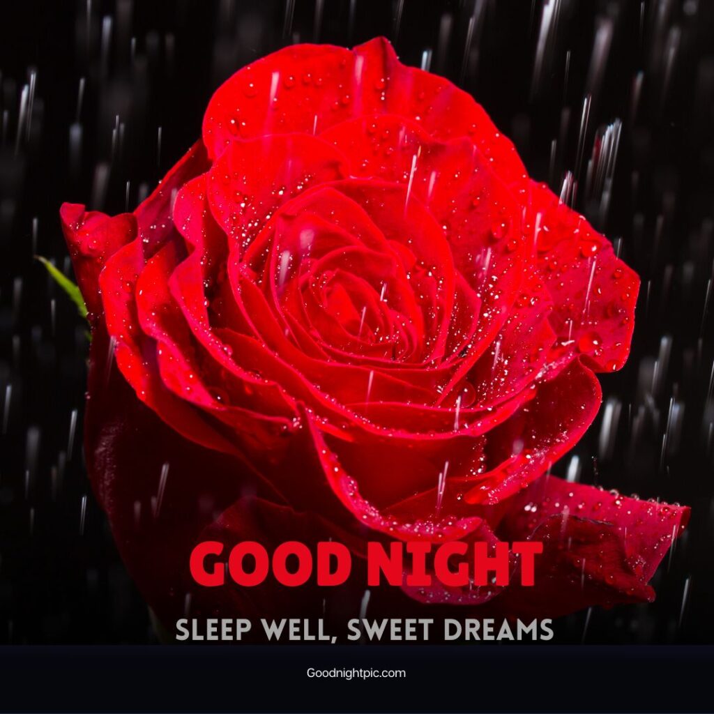 good night rose flower