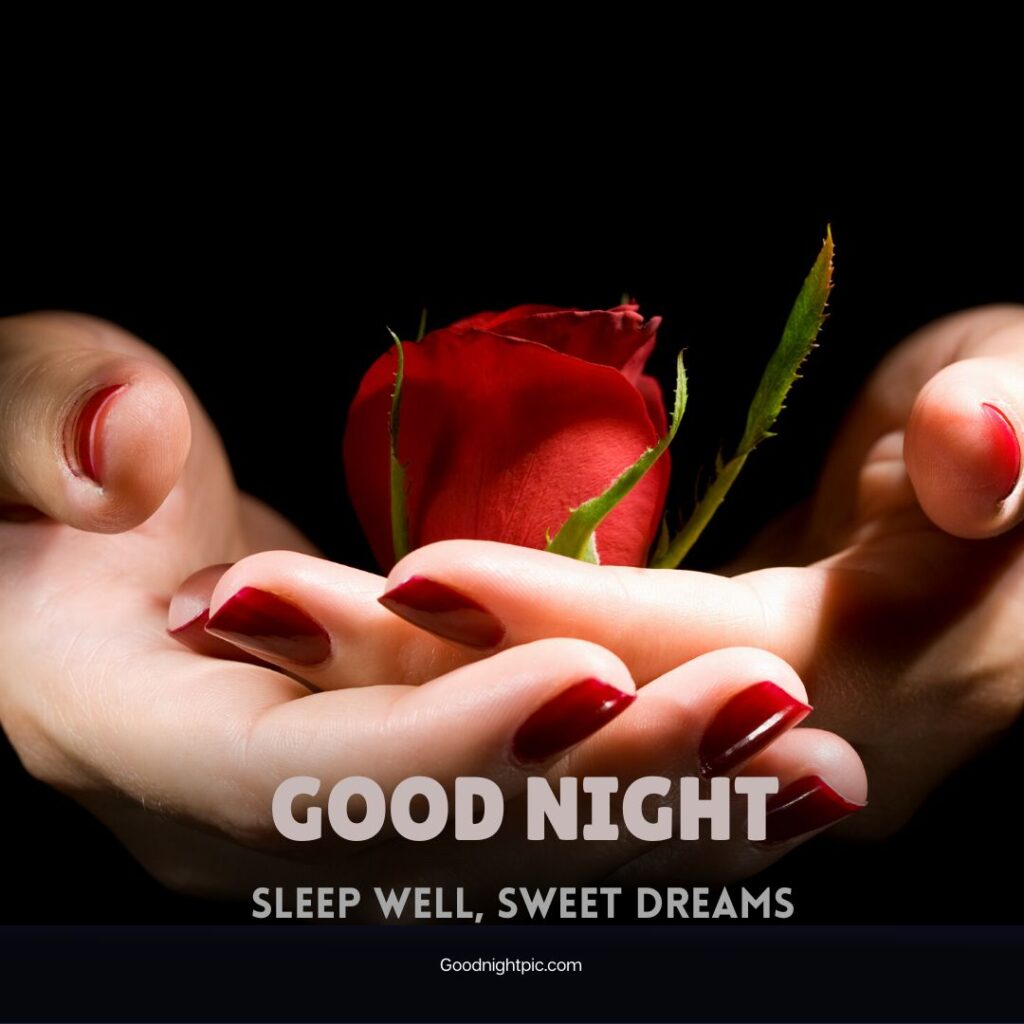 good night rose flower