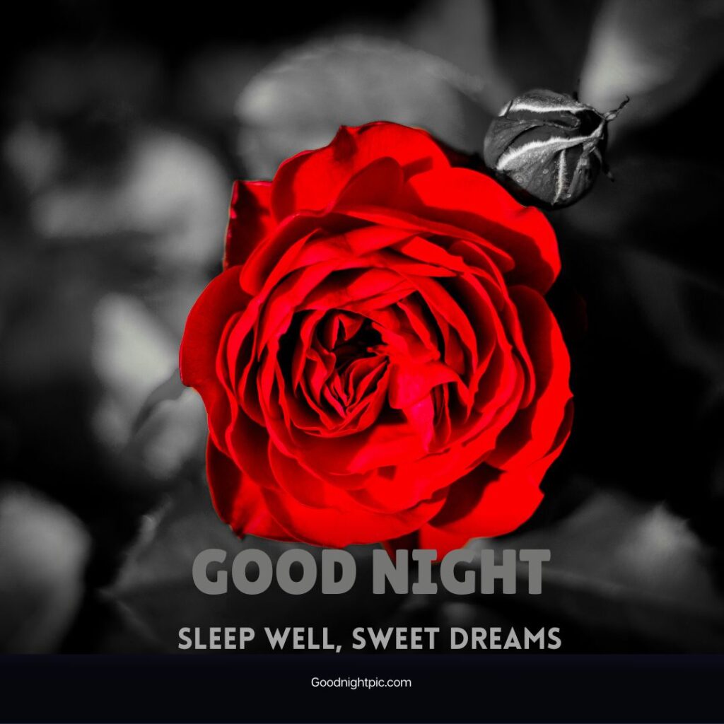 good night rose flower