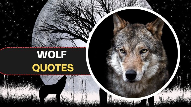 Wolf Quotes