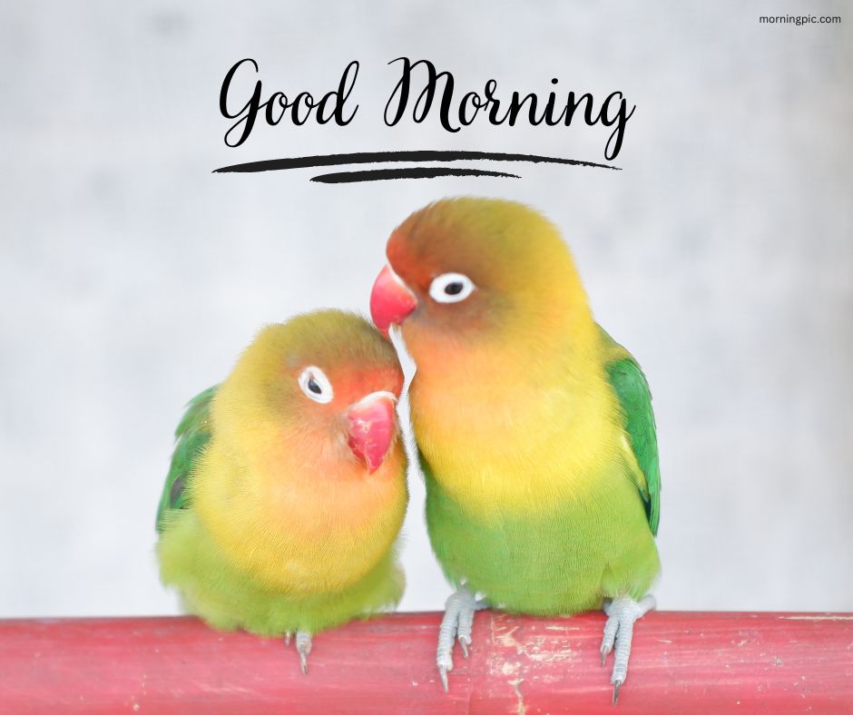 love birds good morning images