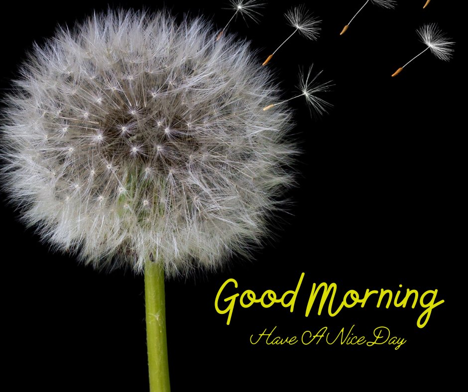 Close-up of a dandelion with seeds dispersing on a black background, featuring Good Morning and Have A Nice Day text in yellow.