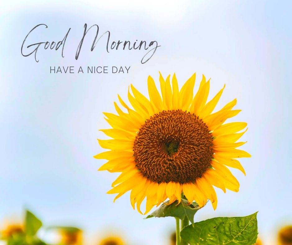 A vibrant yellow sunflower blooms against a blue sky background, with the text "Good Morning" in elegant script above and "Have A Nice Day" in smaller print below. The image exudes a cheerful and uplifting vibe perfect for good morning have a great day images.