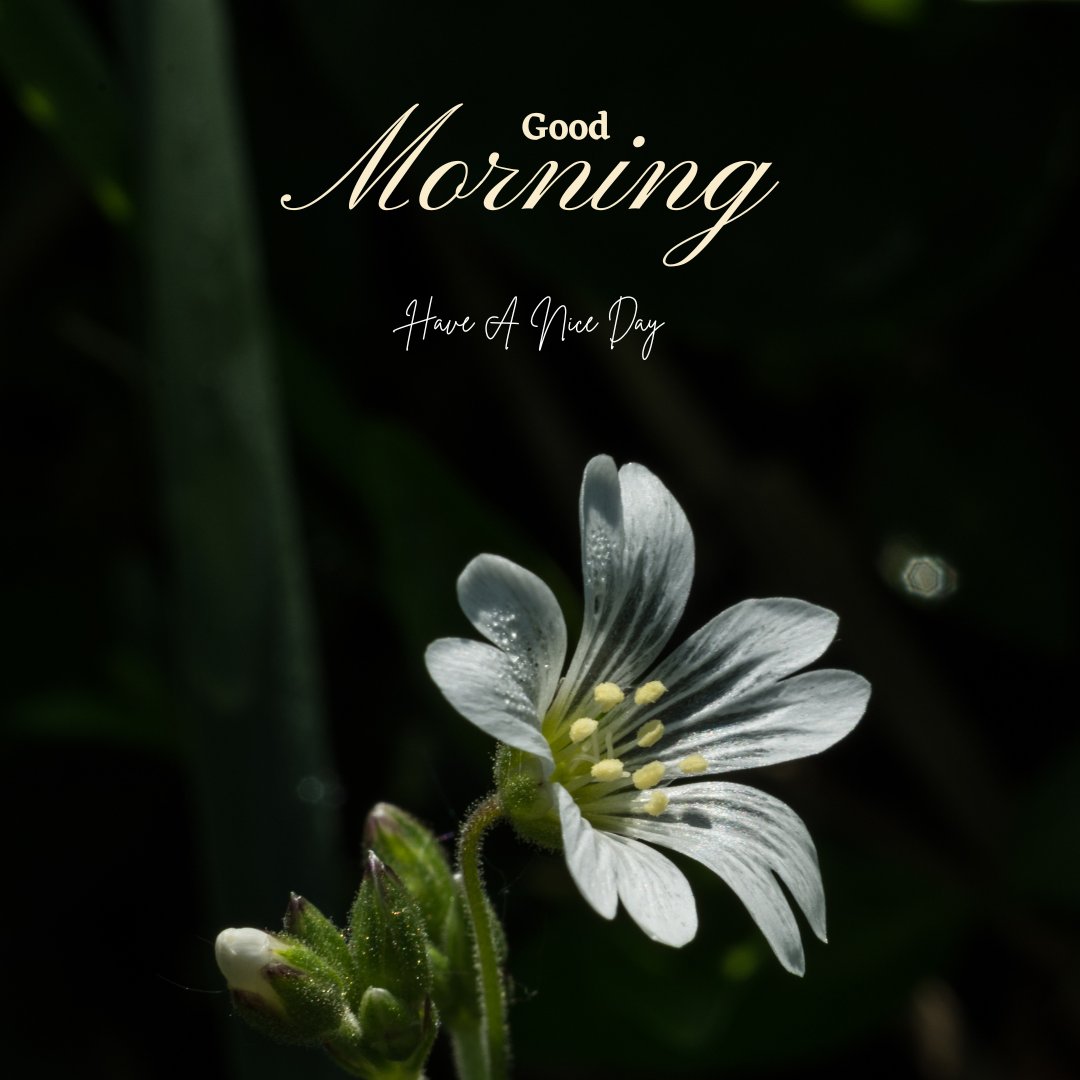 Delicate white flower in the morning light with Good Morning and Have A Nice Day text, set against a dark green background.