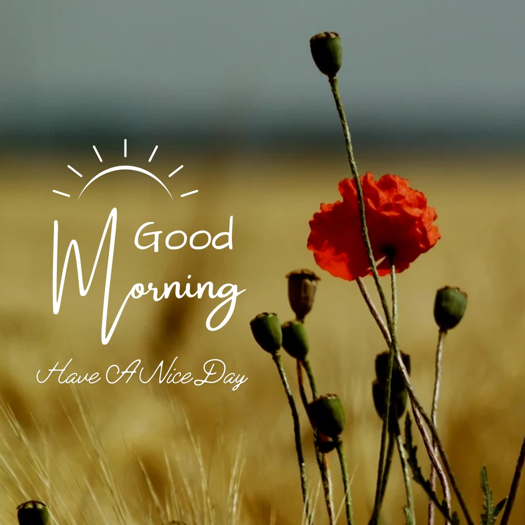 A single red poppy flower in a sunny wheat field with the text "Good Morning" beside a drawing of a rising sun. Above the text is captioned "Have A Nice Day." These uplifting images are sure to brighten anyone's morning!