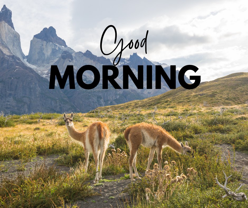 Good morning nature image featuring two graceful guanacos grazing in a wild meadow with dramatic mountain peaks in the background, under a clear sky, emphasizing the pristine beauty of the wilderness.